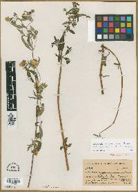 Calceolaria chrysosphaera image