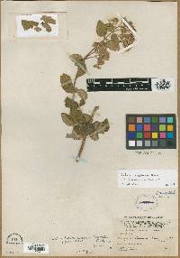 Calceolaria comosa subsp. comosa image