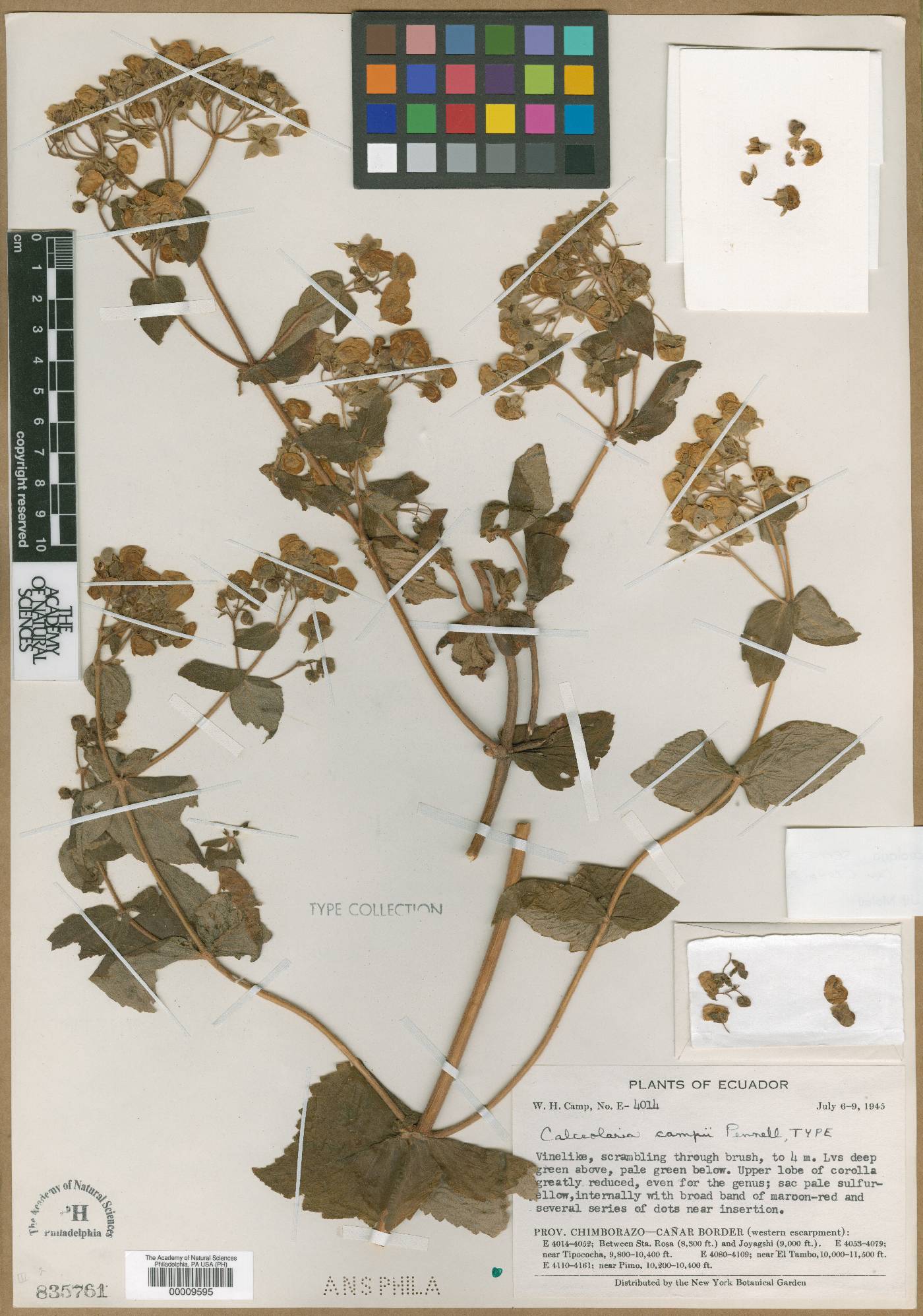 Calceolaria serrata image