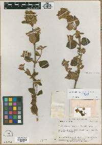 Calceolaria comosa image