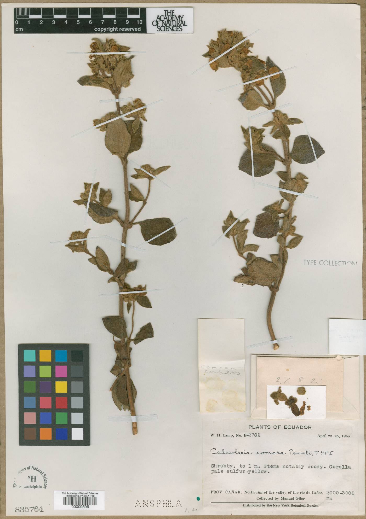Calceolaria comosa image