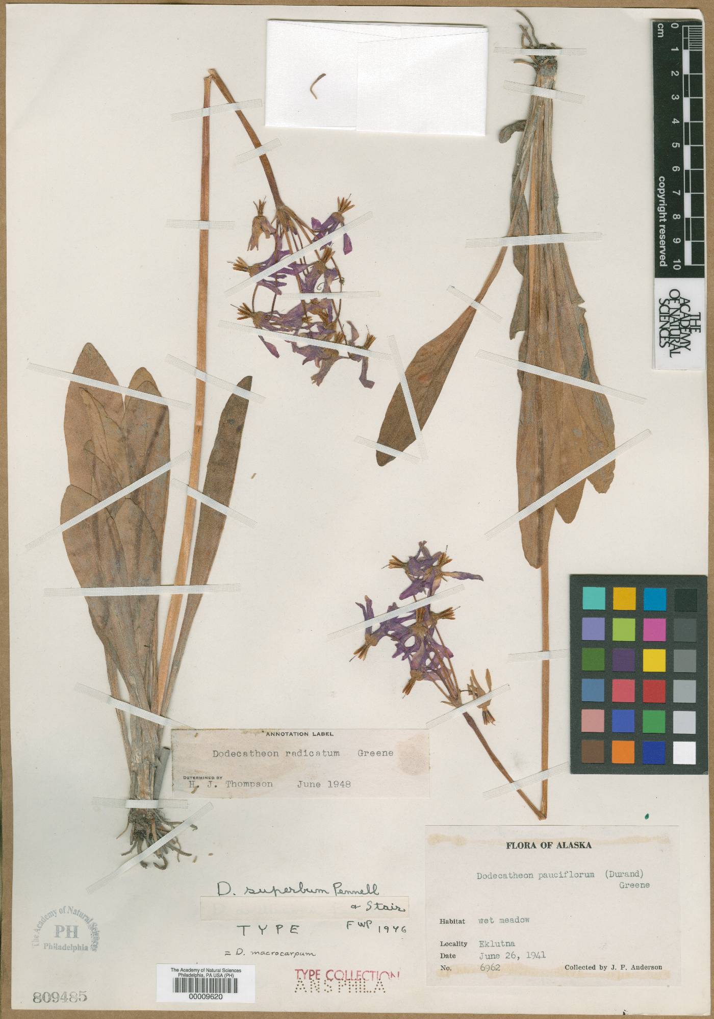 Dodecatheon pulchellum subsp. macrocarpum image