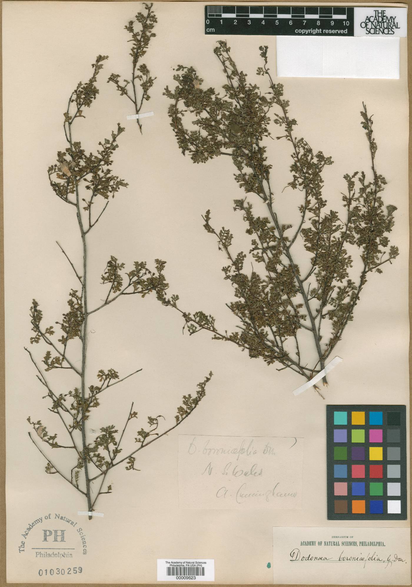 Dodonaea boroniifolia image