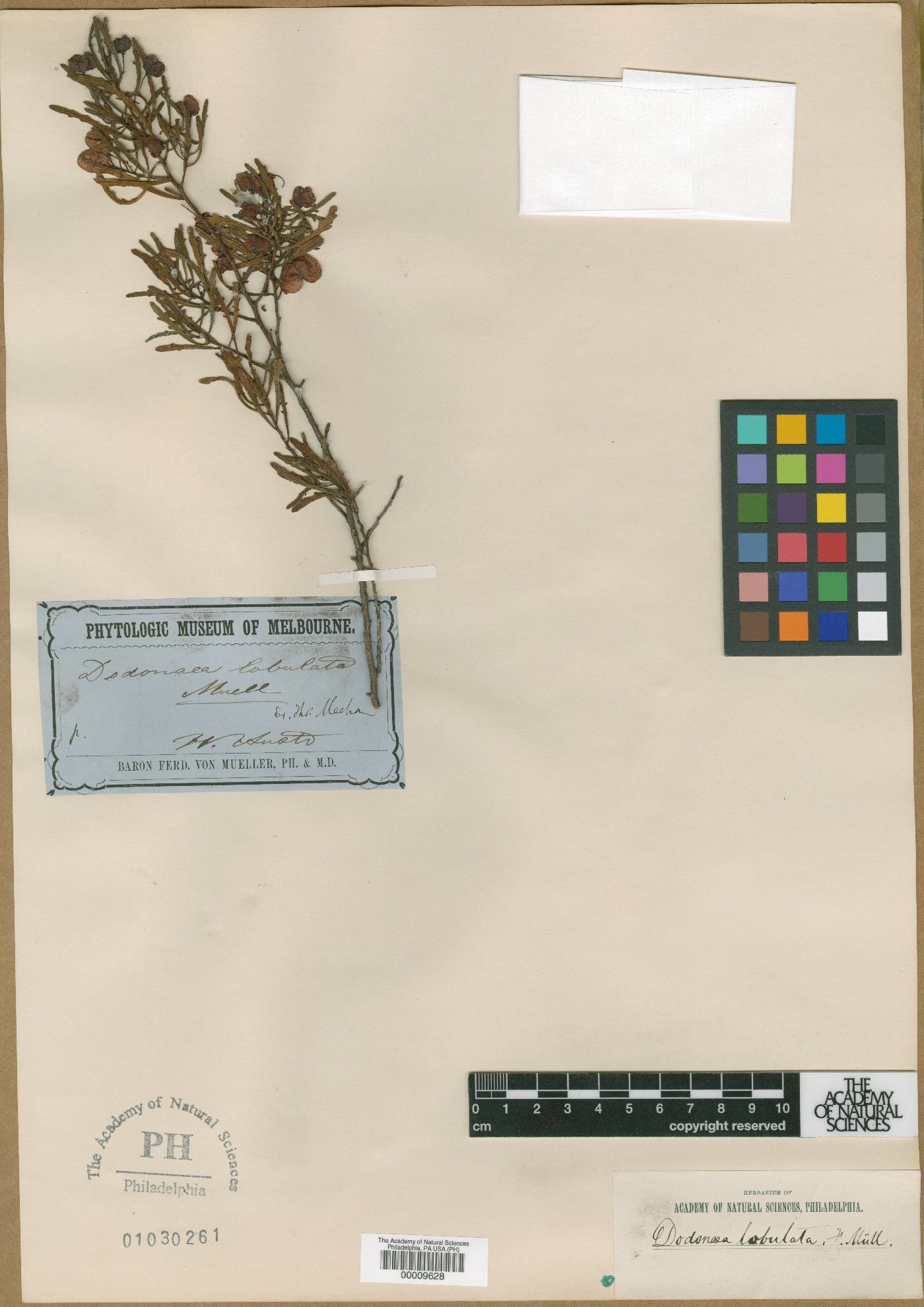 Dodonaea lobulata image