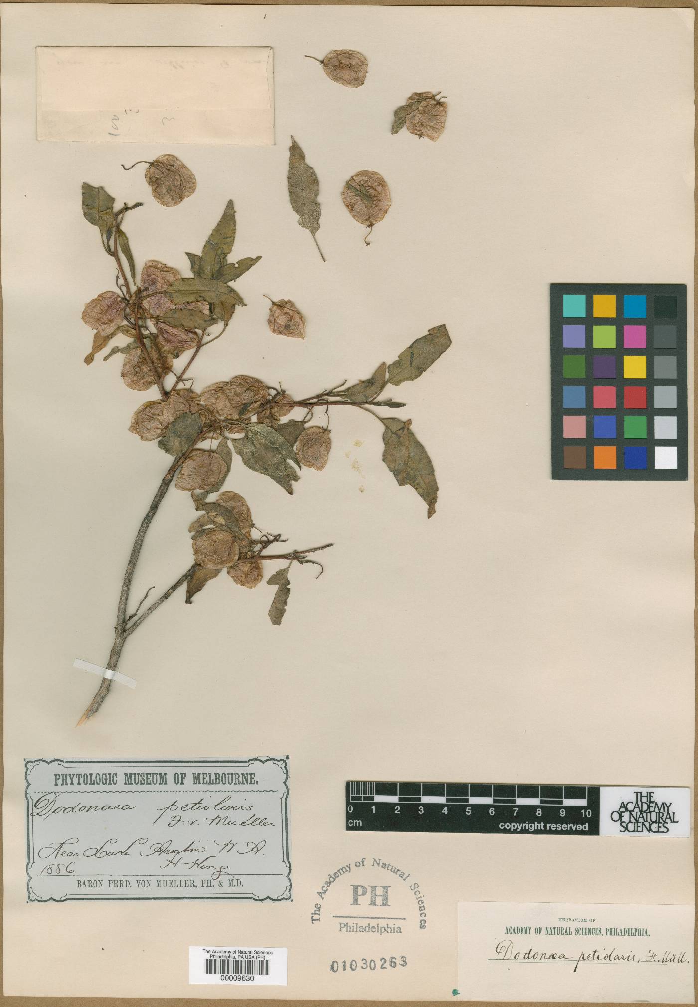 Dodonaea petiolaris image