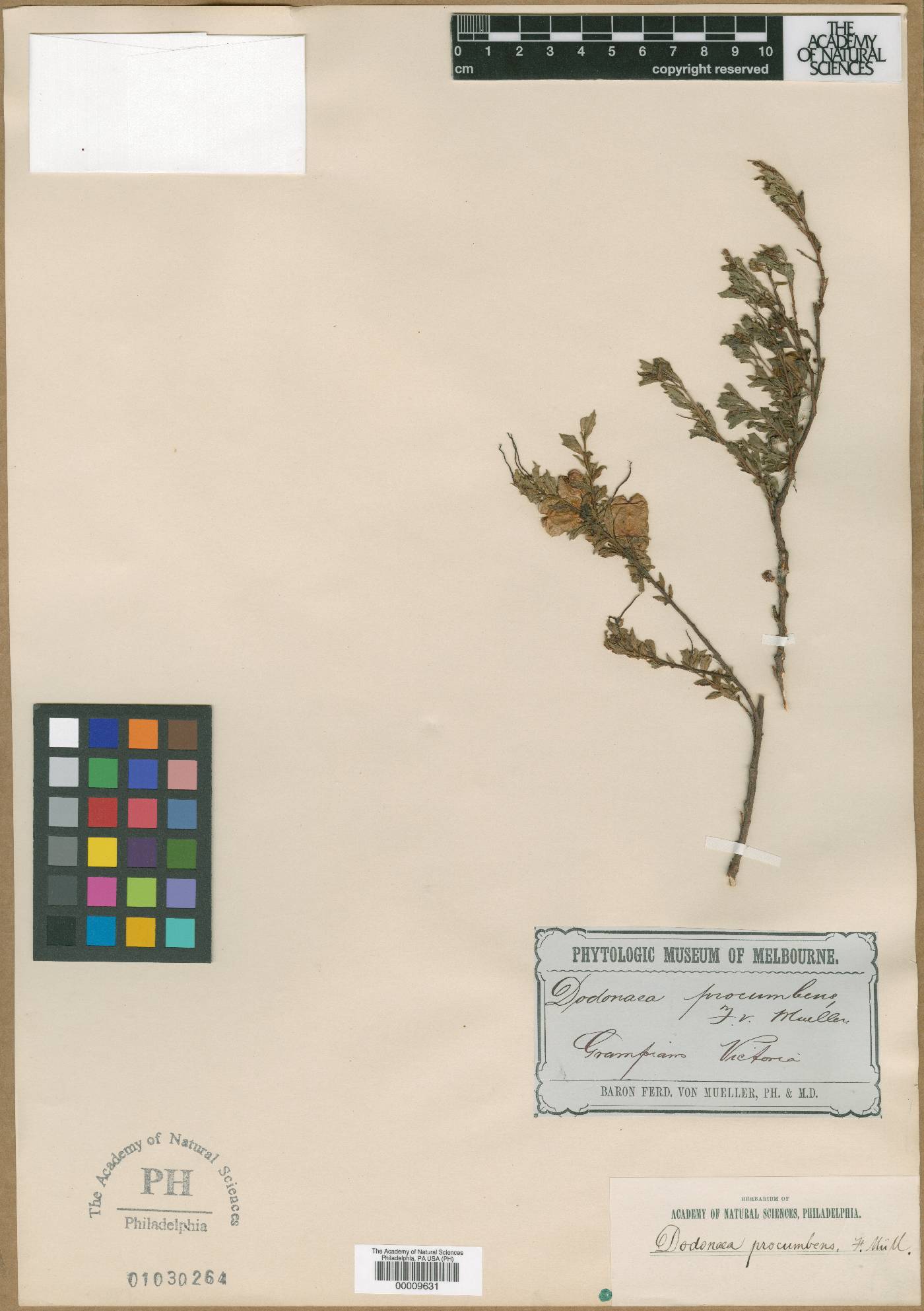 Dodonaea procumbens image