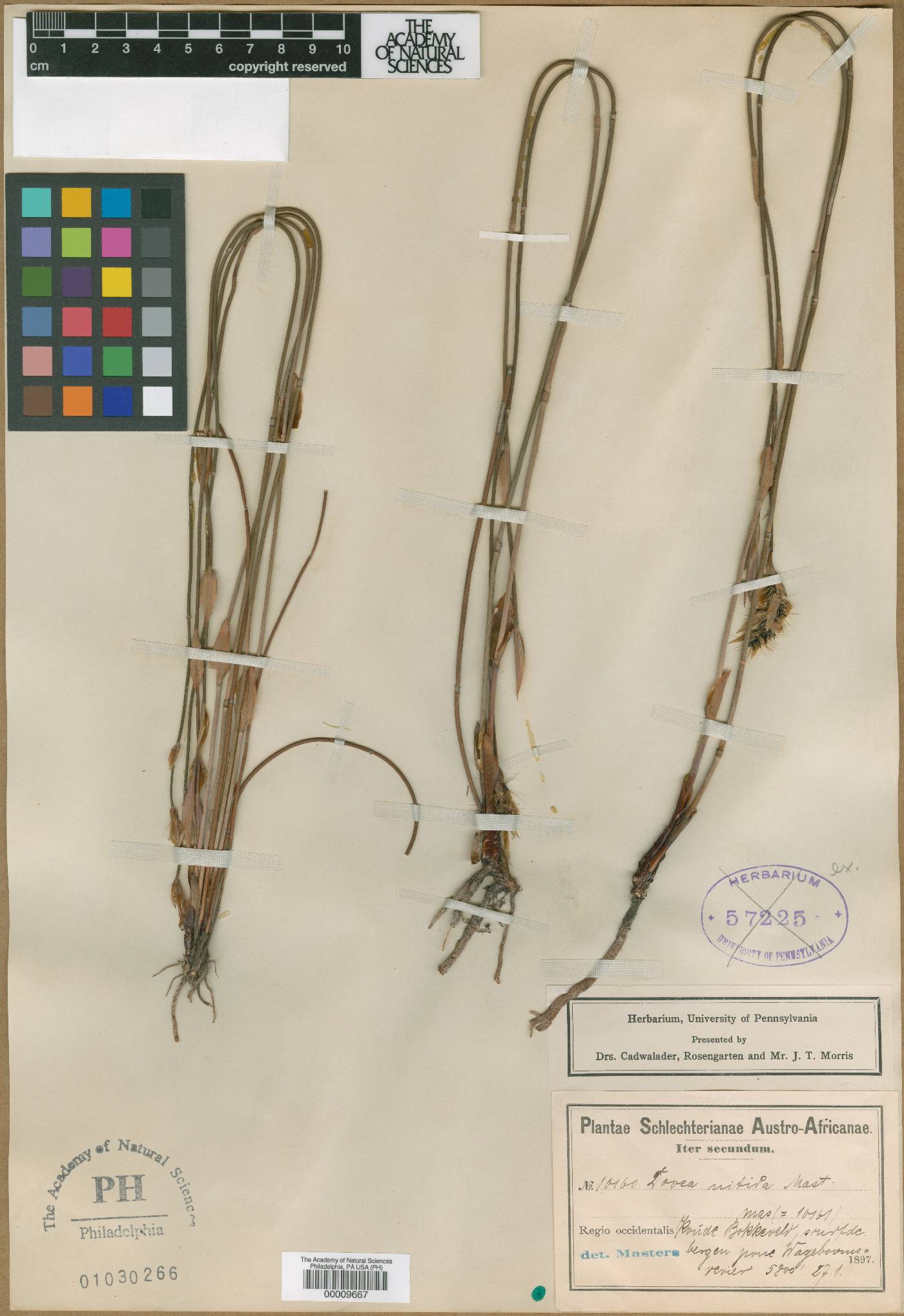 Askidiosperma image
