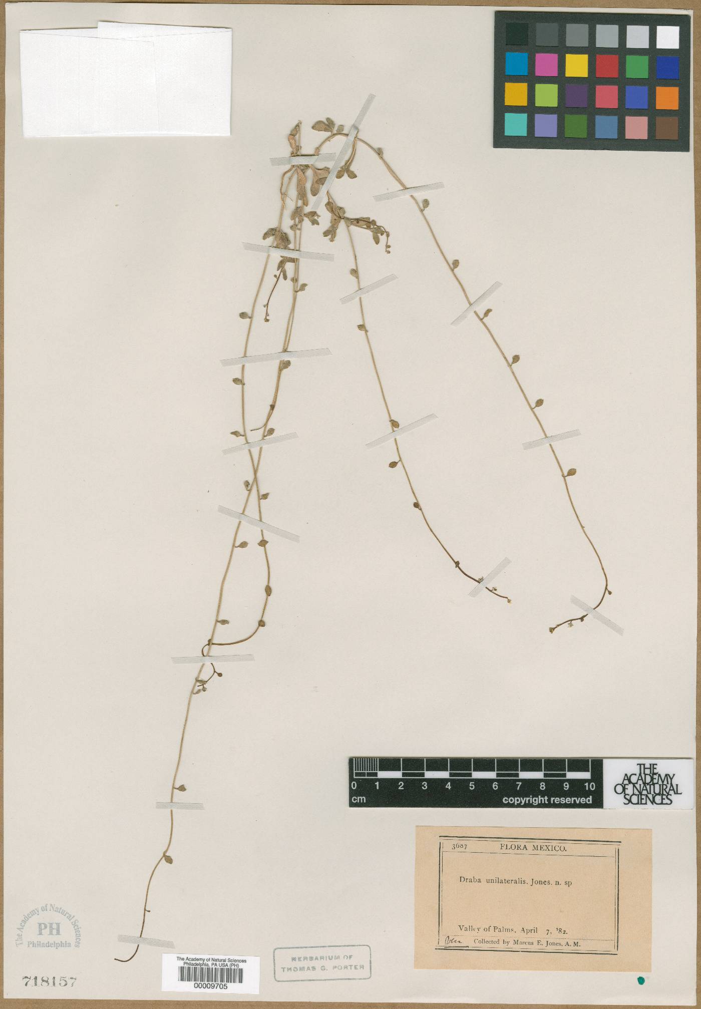 Athysanus unilateralis image
