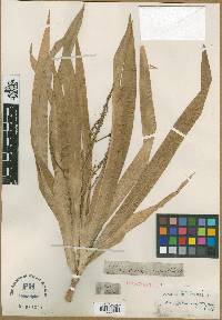 Dracaena angustifolia image