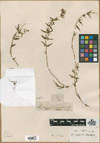 Image of Dracocephalum integrifolium