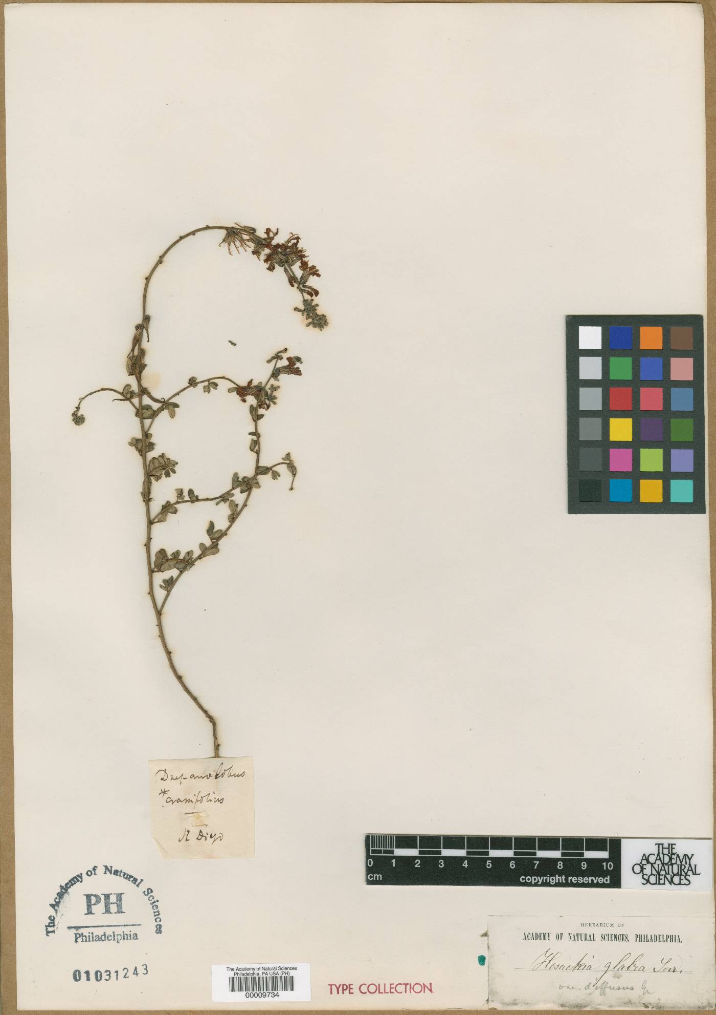 Drepanolobus crassifolius image