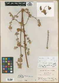 Image of Calceolaria cordiformis