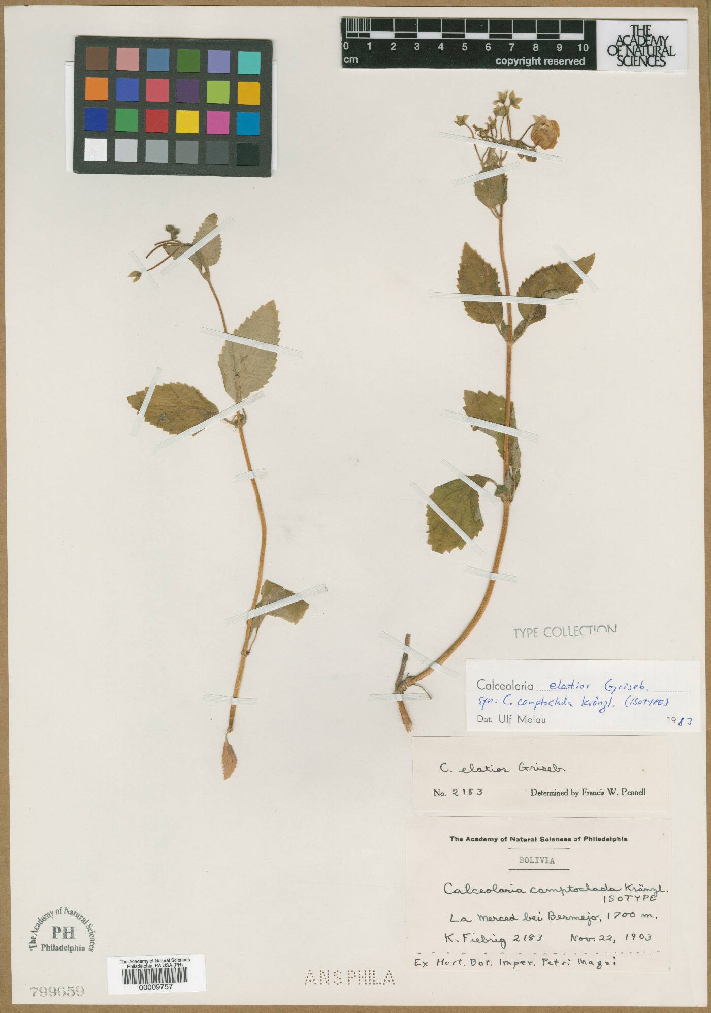 Calceolaria elatior image