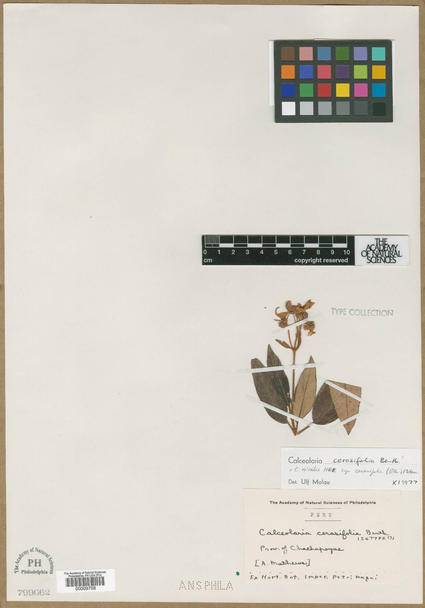 Calceolaria nivalis subsp. cerasifolia image