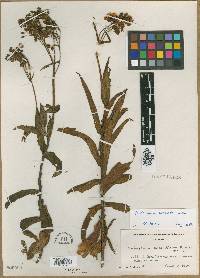 Image of Calceolaria colombiana