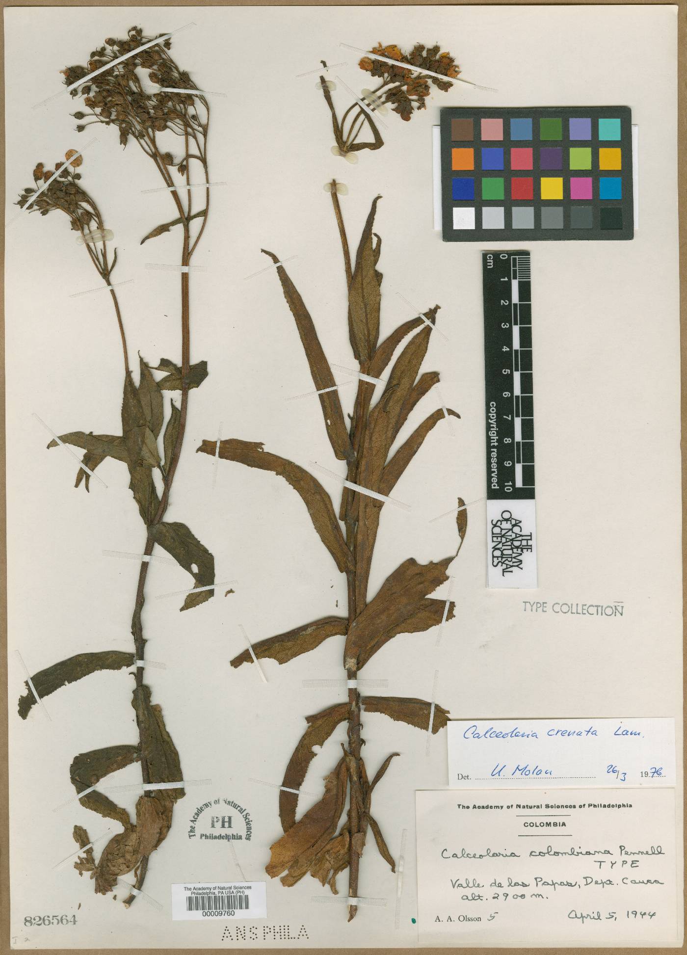 Calceolaria colombiana image