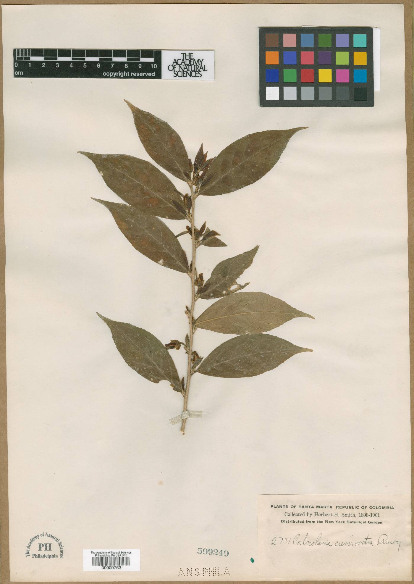 Calceolaria curvirostra image
