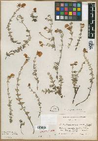Image of Calceolaria argentea