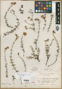 Calceolaria argentea image