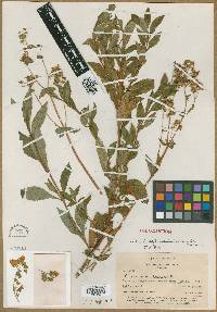 Image of Calceolaria dentata