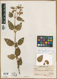 Calceolaria cypripediiflora image