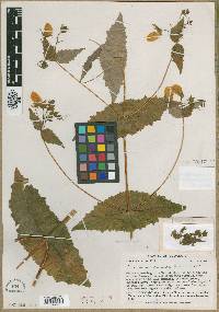 Calceolaria dilatata image