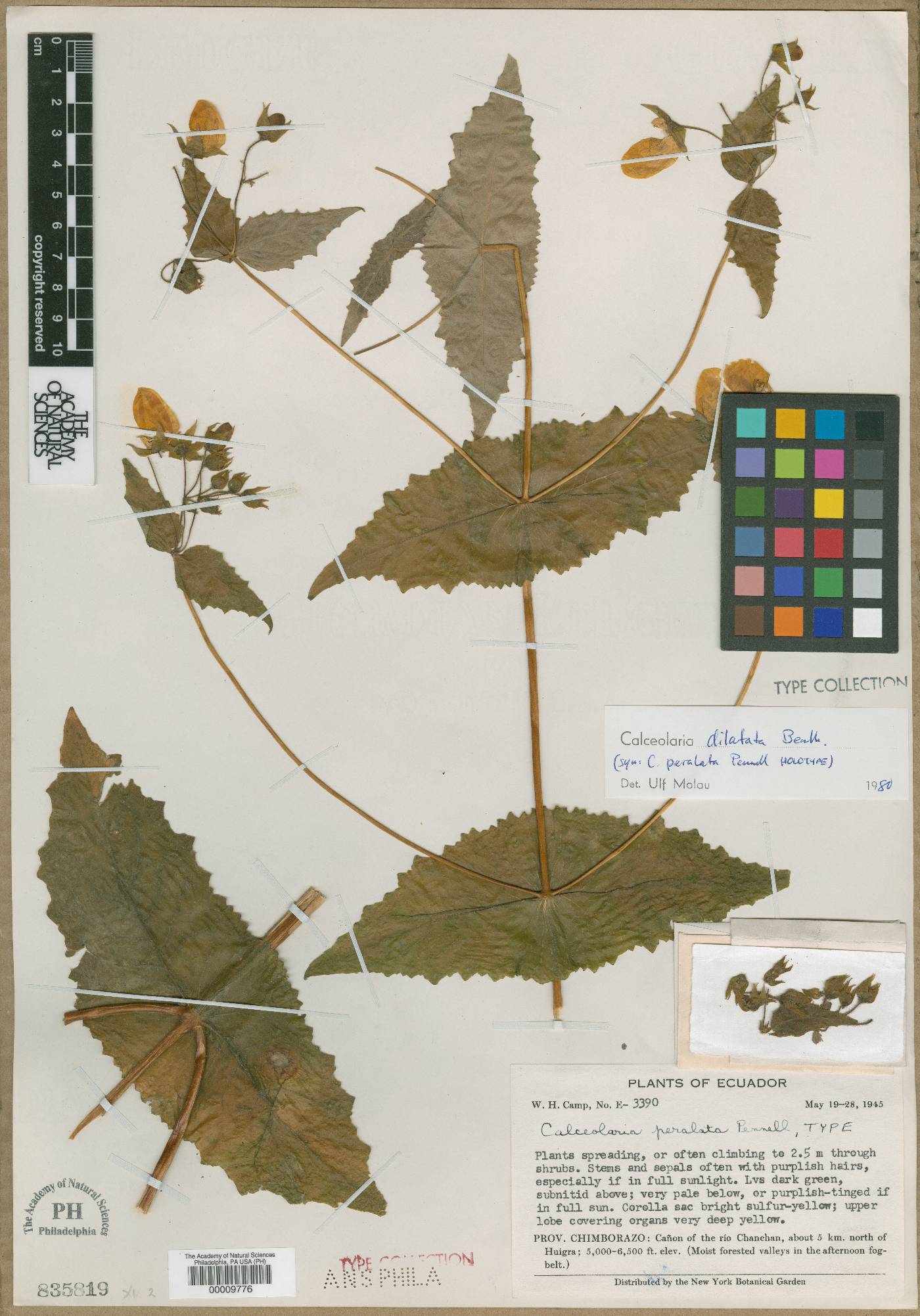 Calceolaria dilatata image