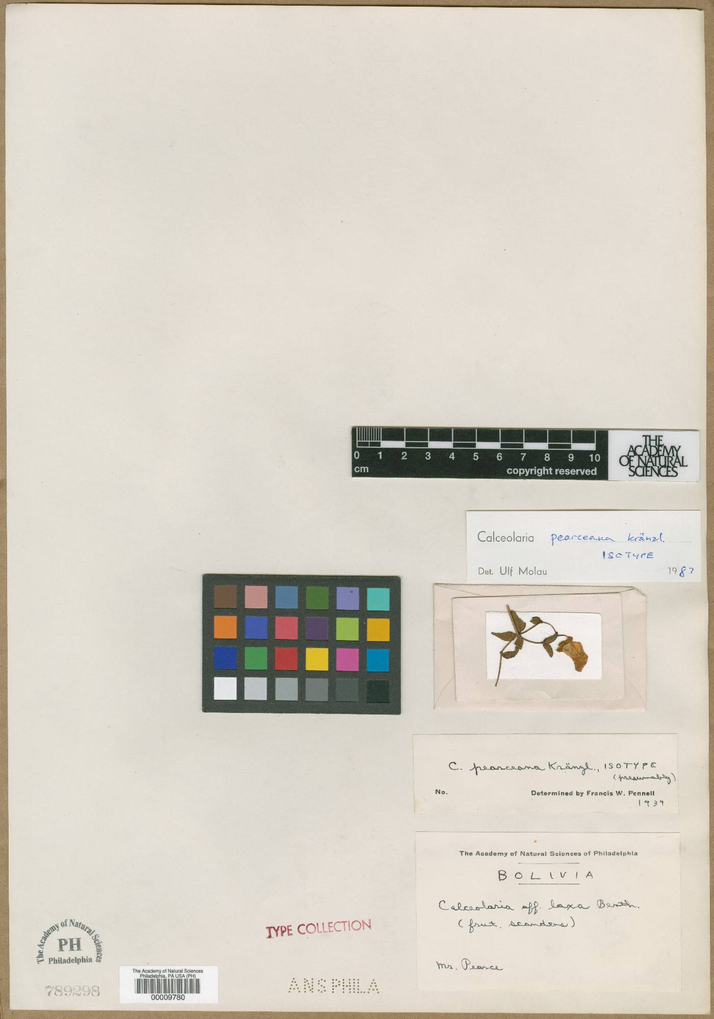 Calceolaria inflexa image