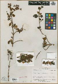 Calceolaria fusca image