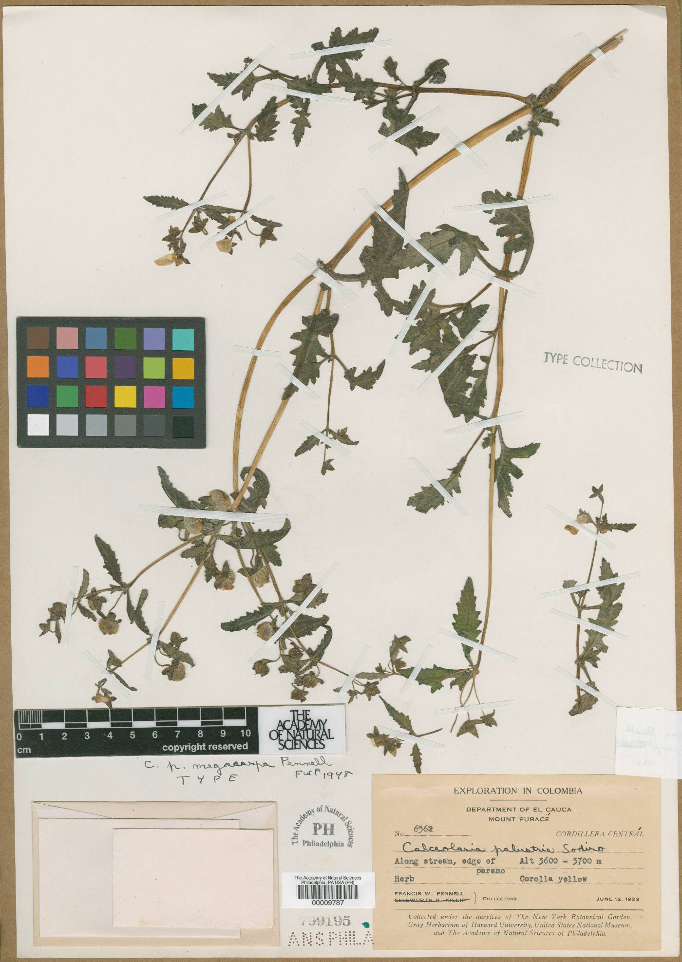 Calceolaria palustris subsp. megacarpa image