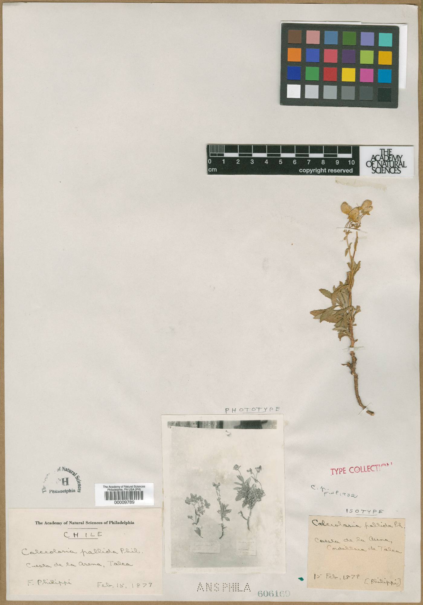 Calceolaria pallida image