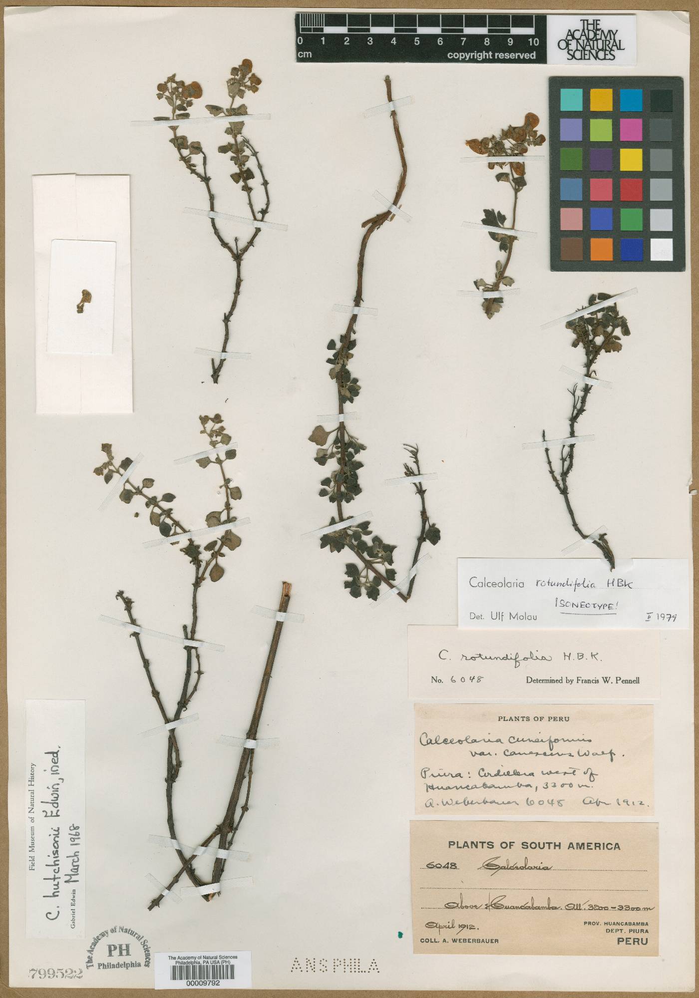 Calceolaria rotundifolia image