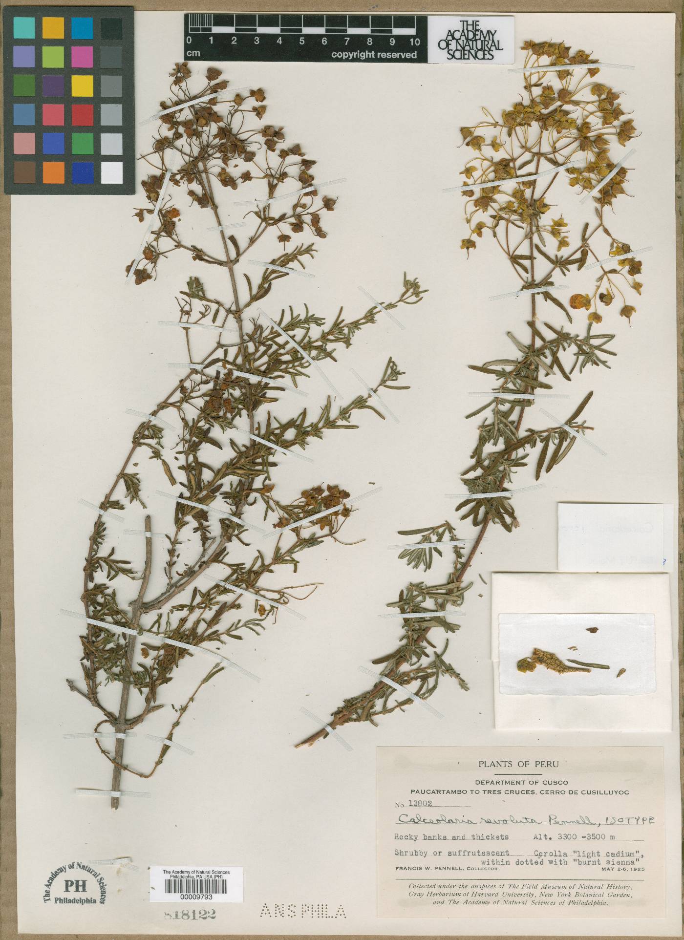 Calceolaria revoluta image