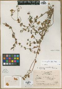 Calceolaria lamiifolia image