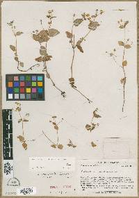 Image of Calceolaria dichotoma