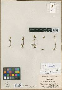 Calceolaria pumila image