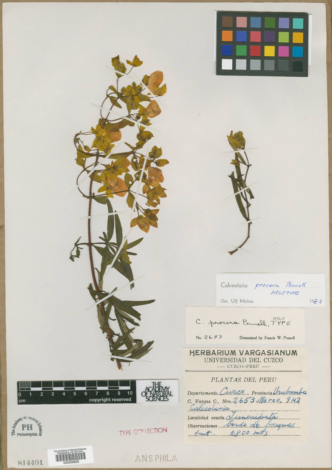 Calceolaria procera image