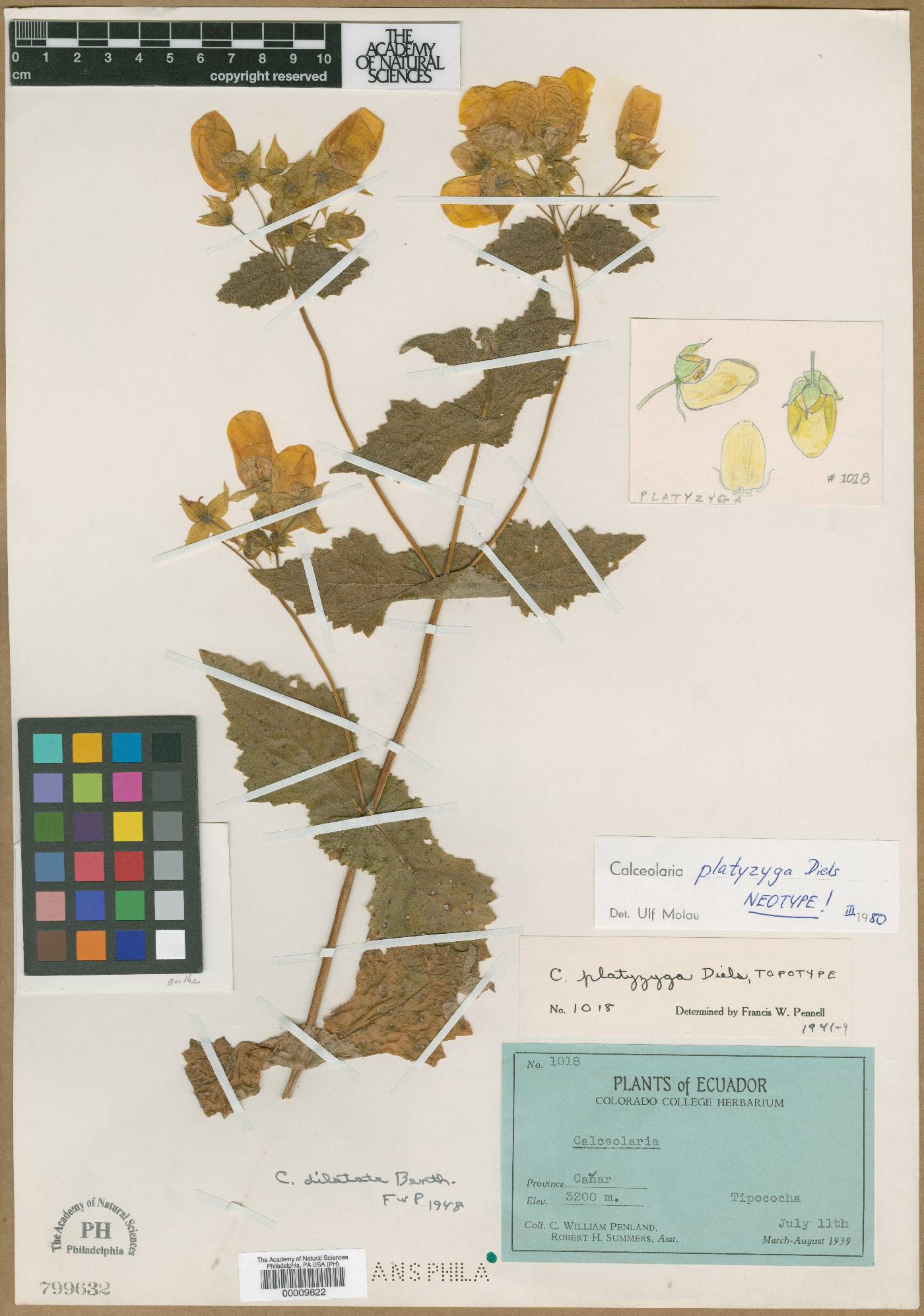 Calceolaria platyzyga image