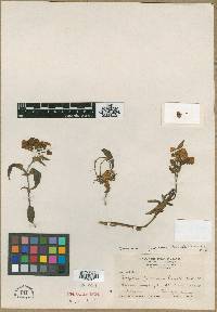 Calceolaria microbefaria subsp. fruticosa image