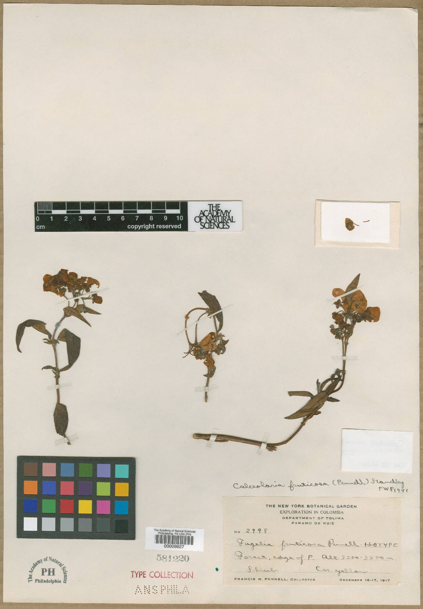 Calceolaria microbefaria subsp. fruticosa image