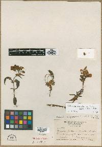 Calceolaria microbefaria subsp. fruticosa image