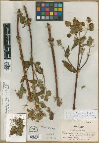 Calceolaria bicrenata image