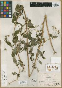 Image of Calceolaria ballotifolia