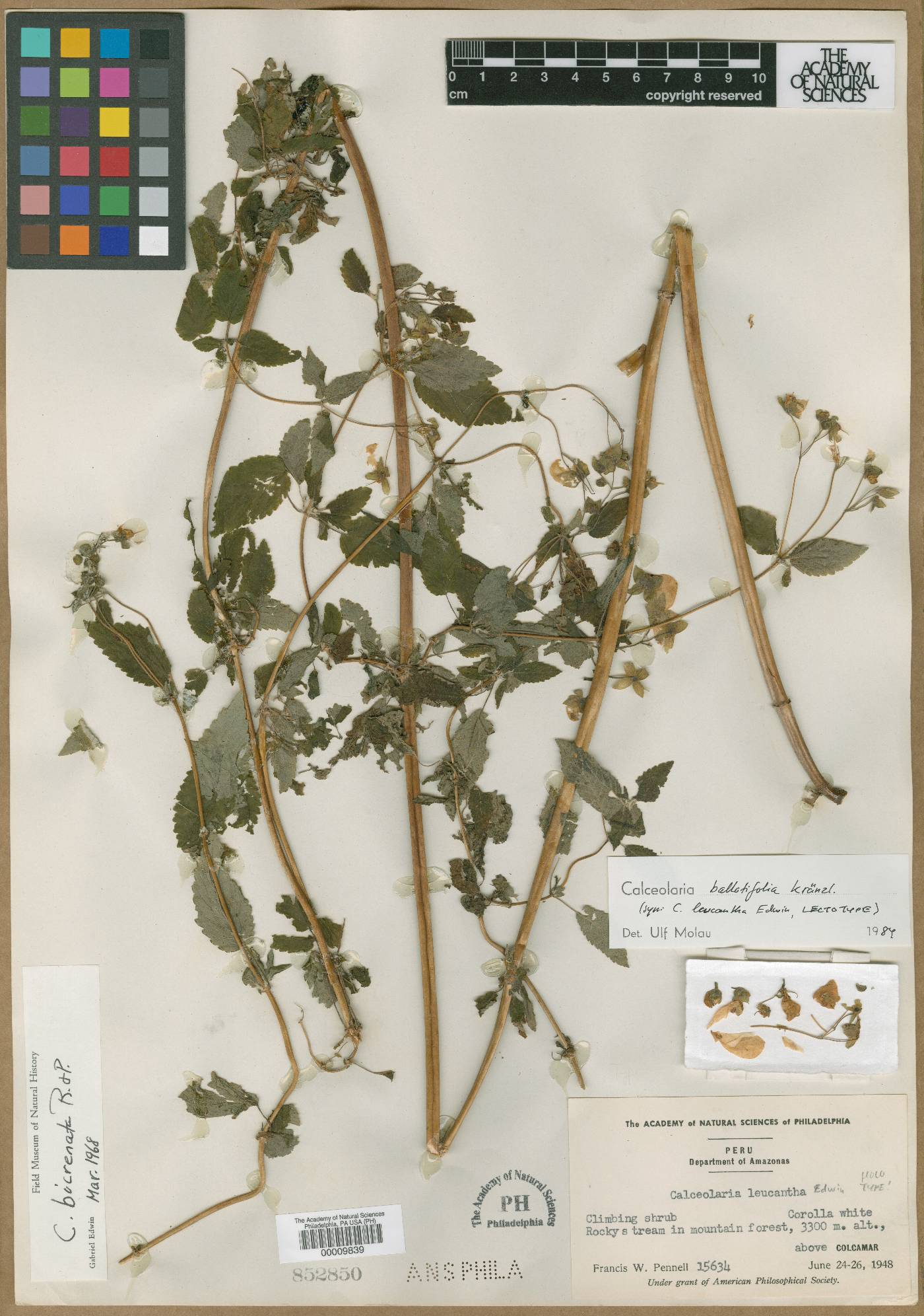Calceolaria ballotifolia image