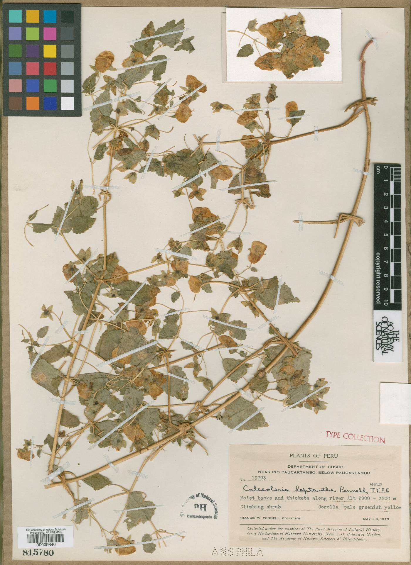 Calceolaria leptantha image