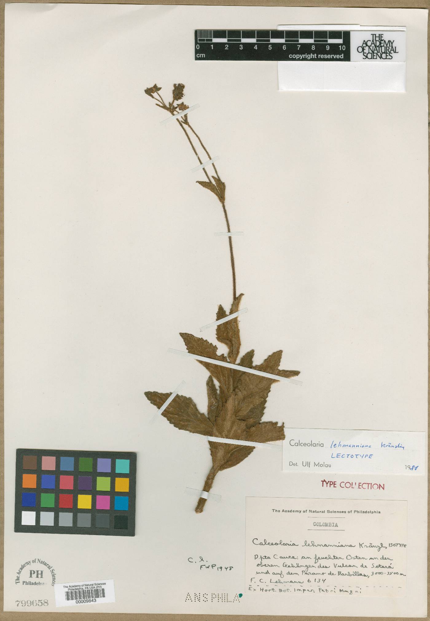 Calceolaria lehmanniana image