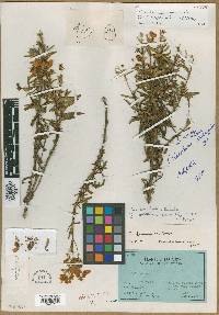 Image of Calceolaria ferruginea