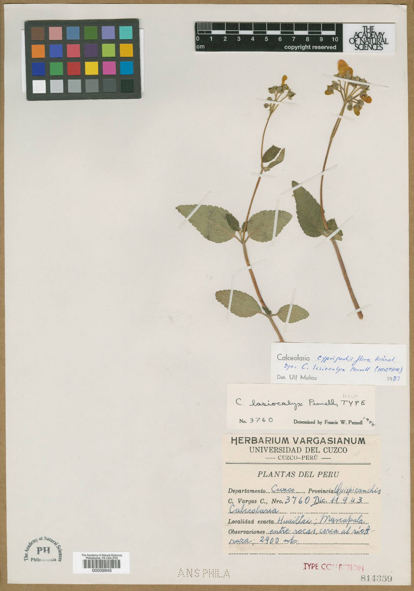 Calceolaria lasiocalyx image