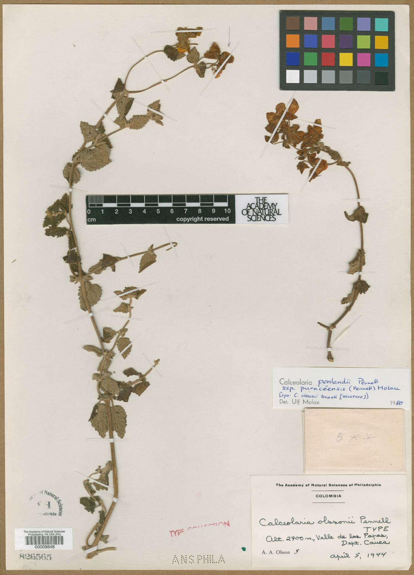 Calceolaria penlandii image