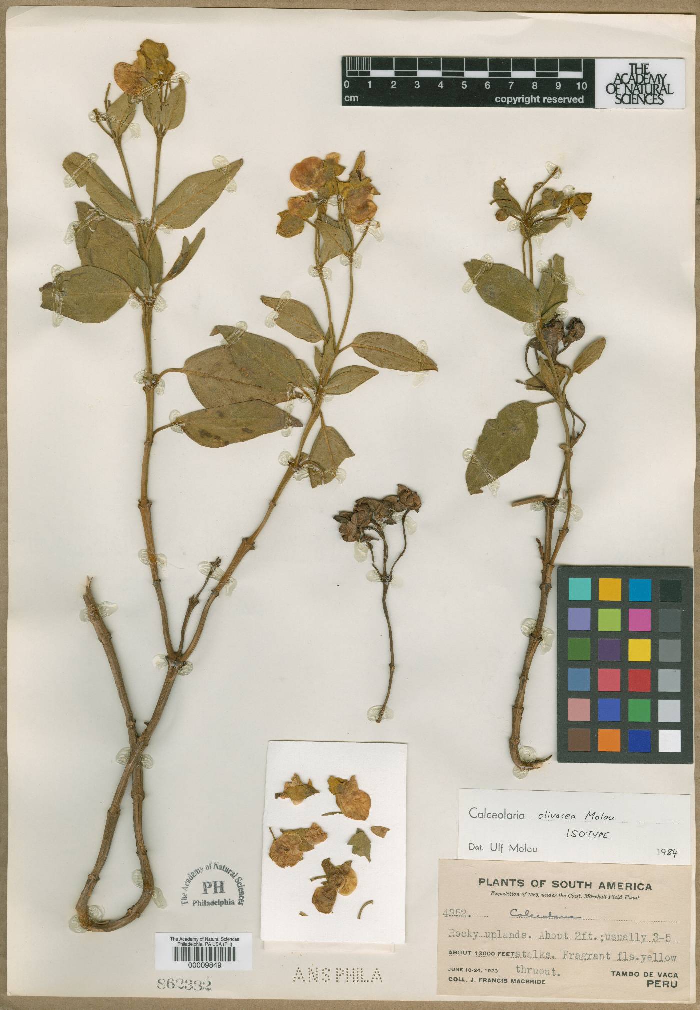 Calceolaria olivacea image